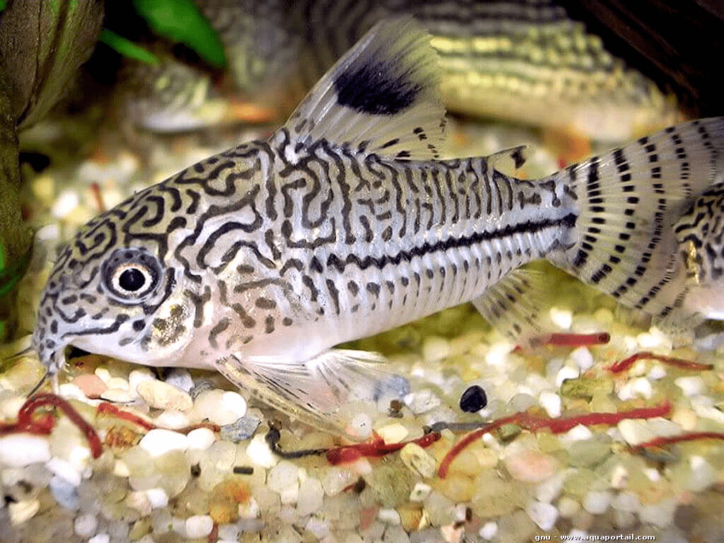 Three Stripe Corydora - Planted Aquaria
