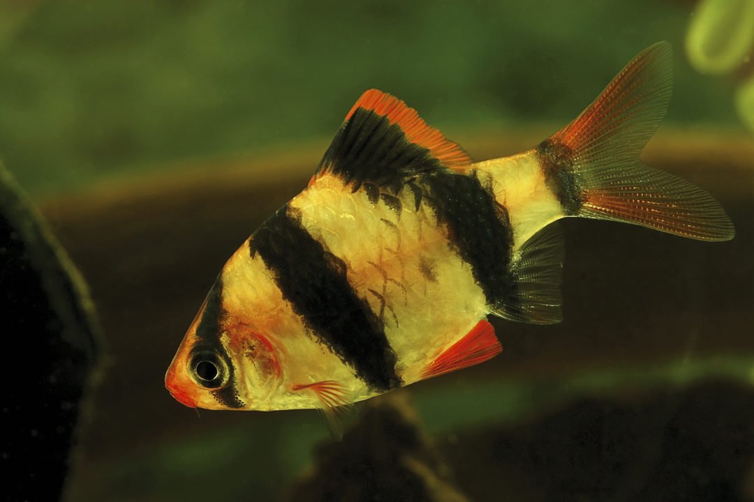 Tiger Barb - Planted Aquaria