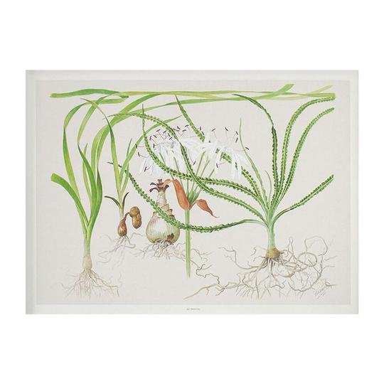 Tropica Art Poster Crinum (15.7" x 11.8") - Planted Aquaria