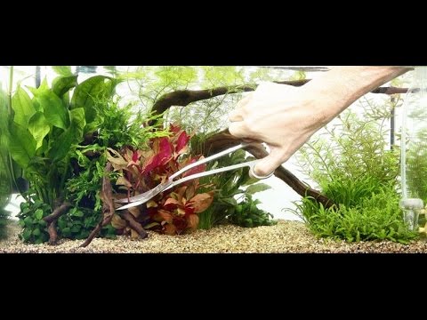 Tropica Curved Scissors - Planted Aquaria