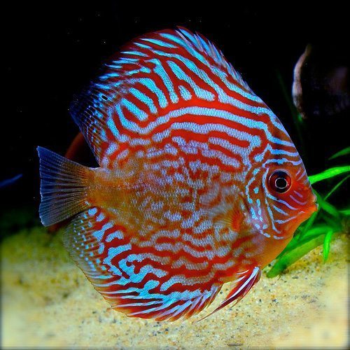 Turquoise Discus 4.5" - Planted Aquaria