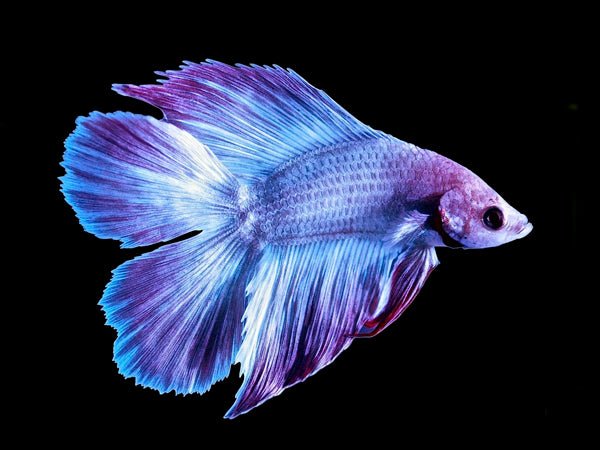 Twin Tail Betta Male - Planted Aquaria