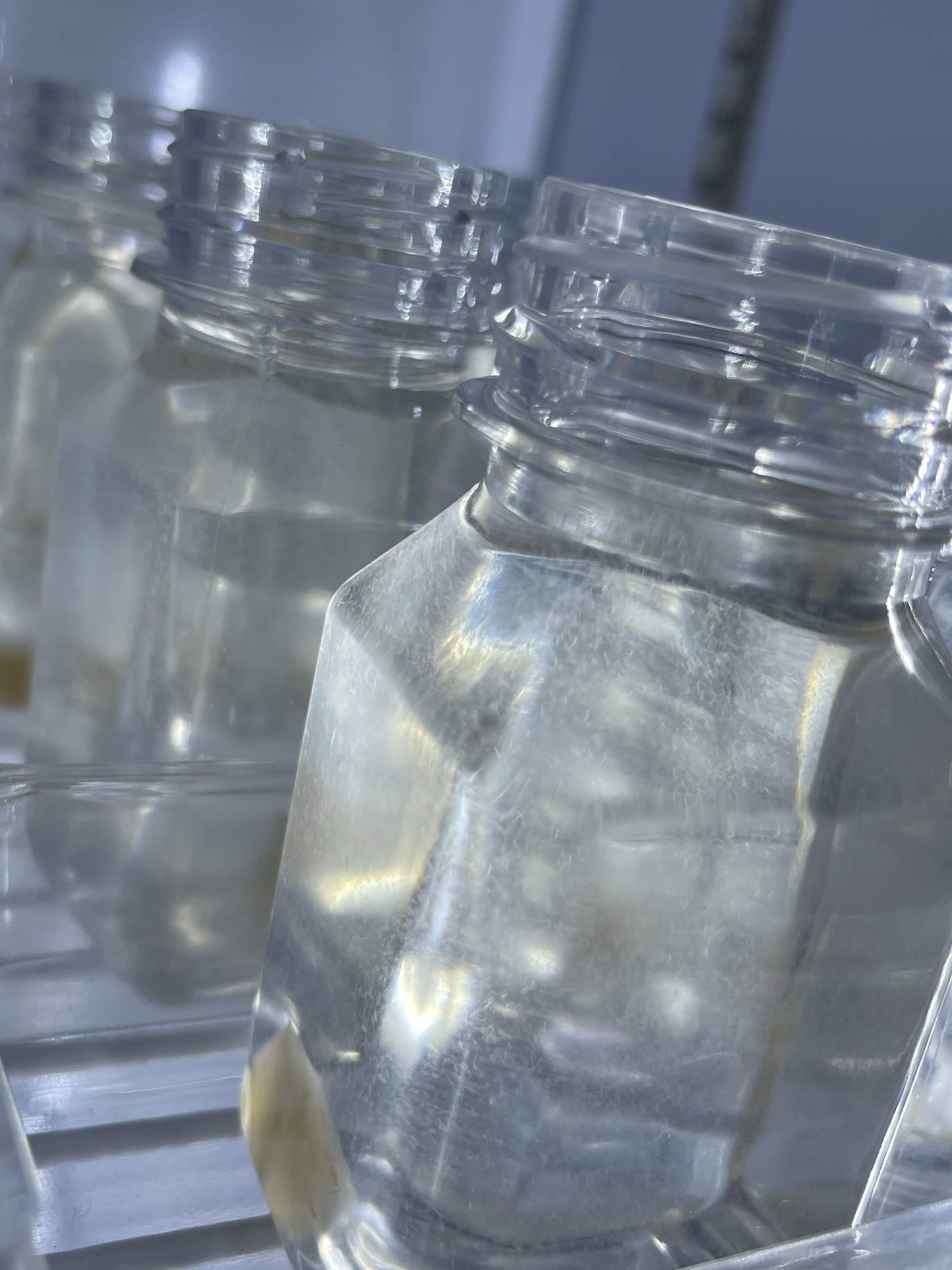 Live Vinegar Eel Culture