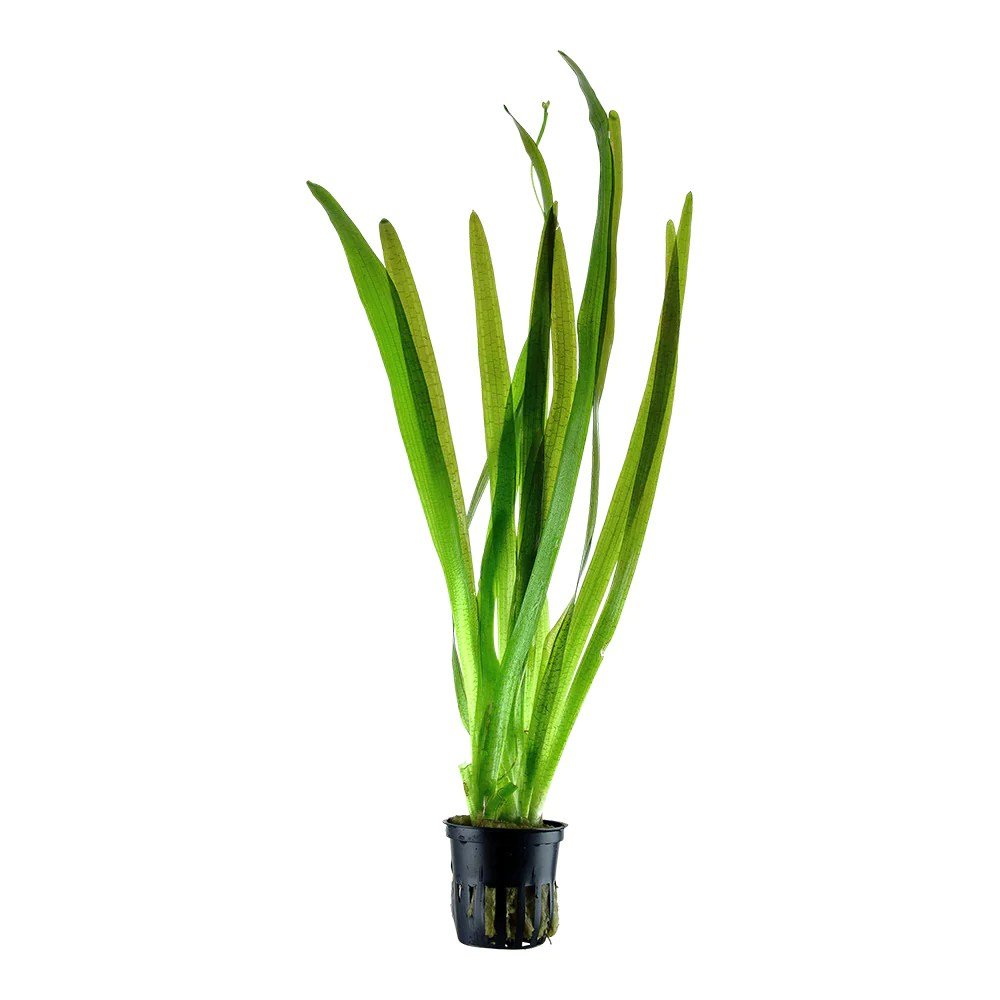 Vallisneria Americana - Unpotted - Planted Aquaria