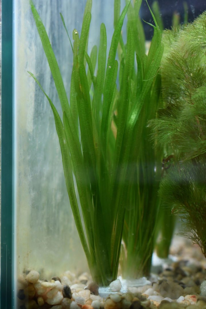 Vallisneria Spiralis - Unpotted - Planted Aquaria