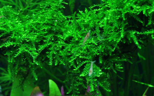 Vesicularia ferriei 'Weeping' - Tropica TC - Planted Aquaria