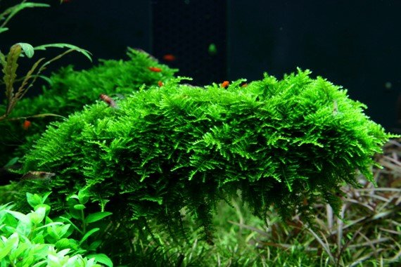 Vesicularia montagnei 'Christmas' - Portion - Planted Aquaria