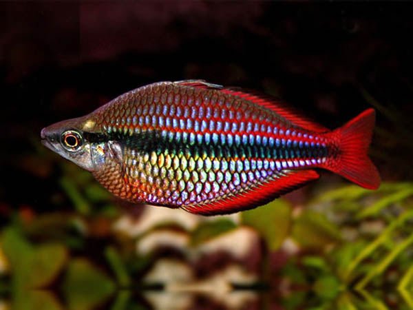 Western Rainbowfish - Planted Aquaria