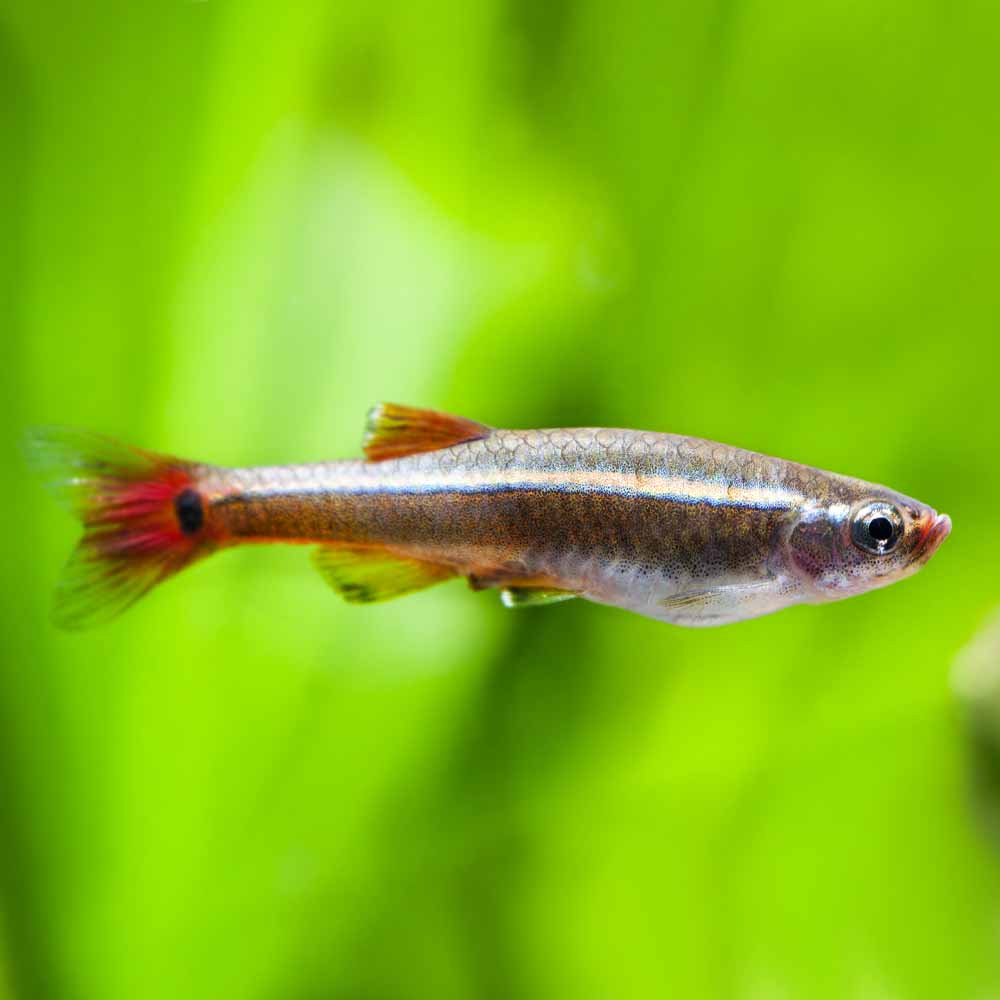 White Cloud Mountain Minnow - Planted Aquaria