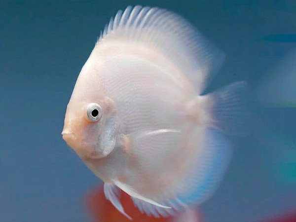 White Discus 3.5" - Planted Aquaria