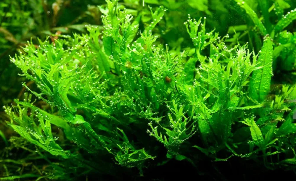 Microsorum Windelov - Tissue Culture