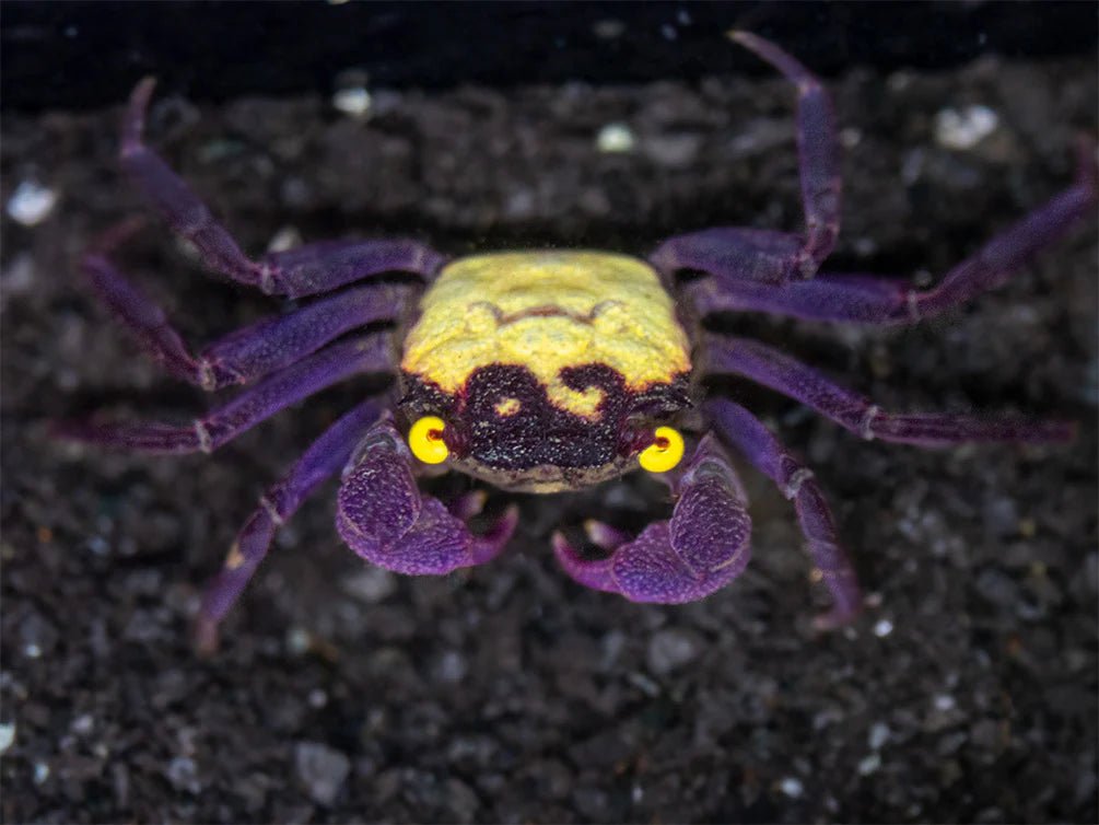 Yellow Back Purple Vampire Crab - Planted Aquaria
