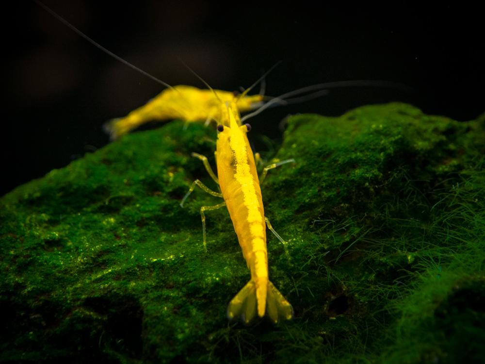 Yellow Laser Shrimp - Planted Aquaria