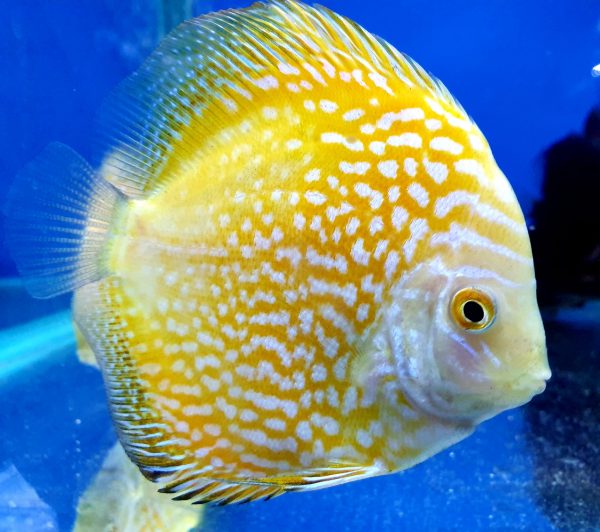 Yellow Pigeon Discus 3.5" - Planted Aquaria