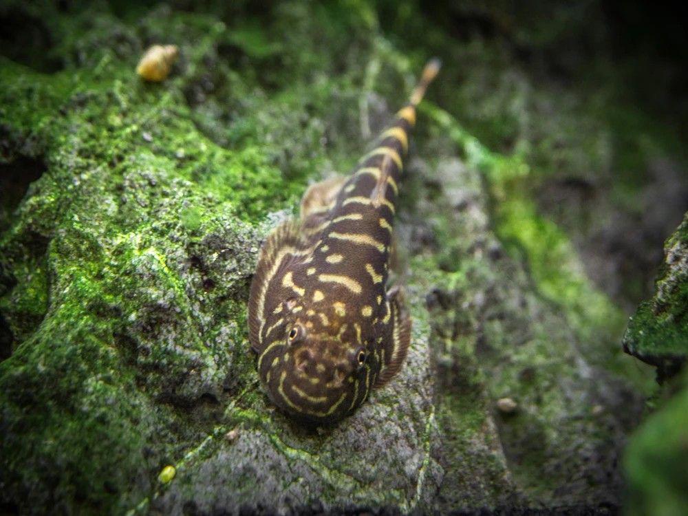 Zebra Hillstream Loach - Planted Aquaria