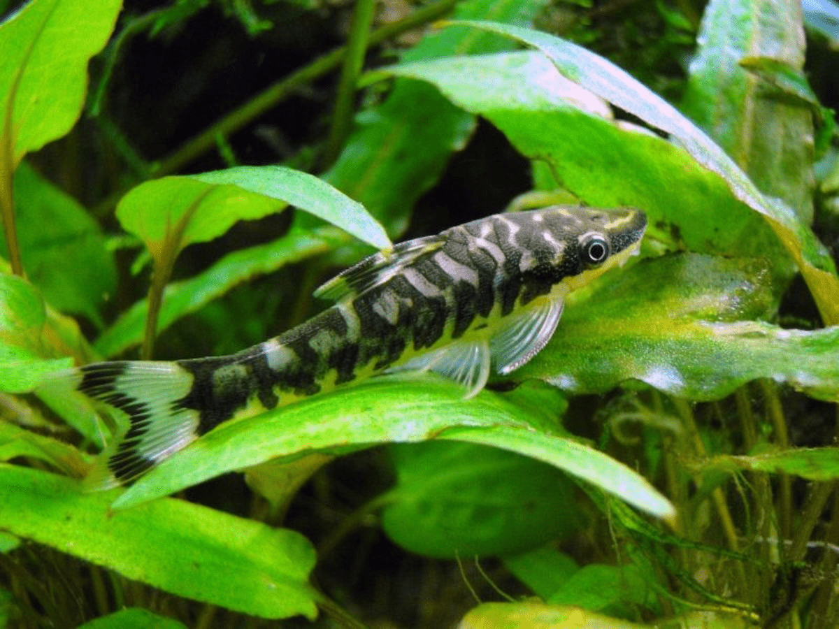 Zebra Otocinclus Catfish - Planted Aquaria