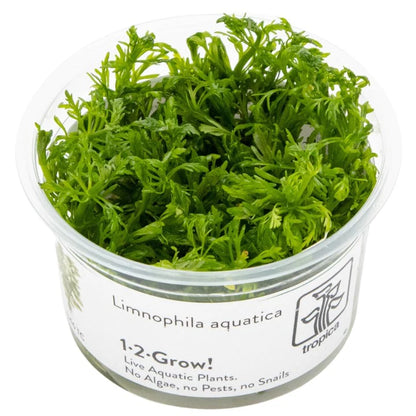 Limnophila Aquatica - Tropica TC