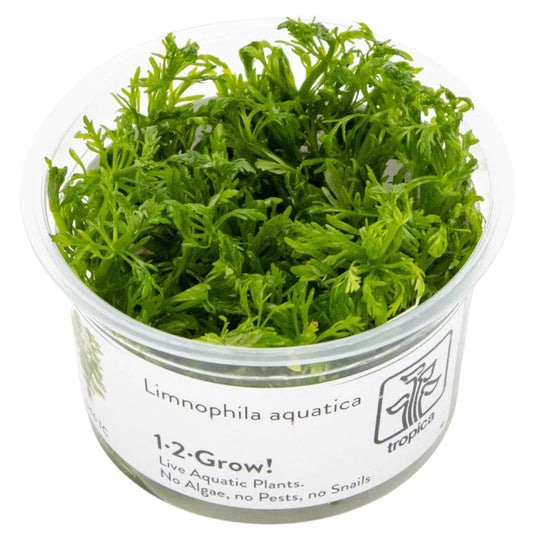 Limnophila Aquatica - Tropica TC