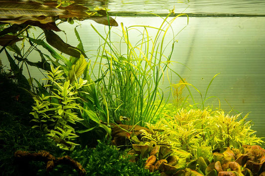 Sagittaria subulata ‘Needle Leaf’ - Tropica TC