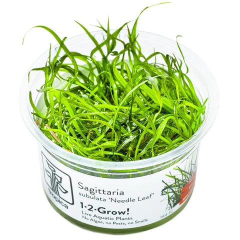 Sagittaria subulata ‘Needle Leaf’ - Tropica TC