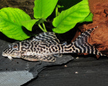 L399 - Elegant Zebra Pleco