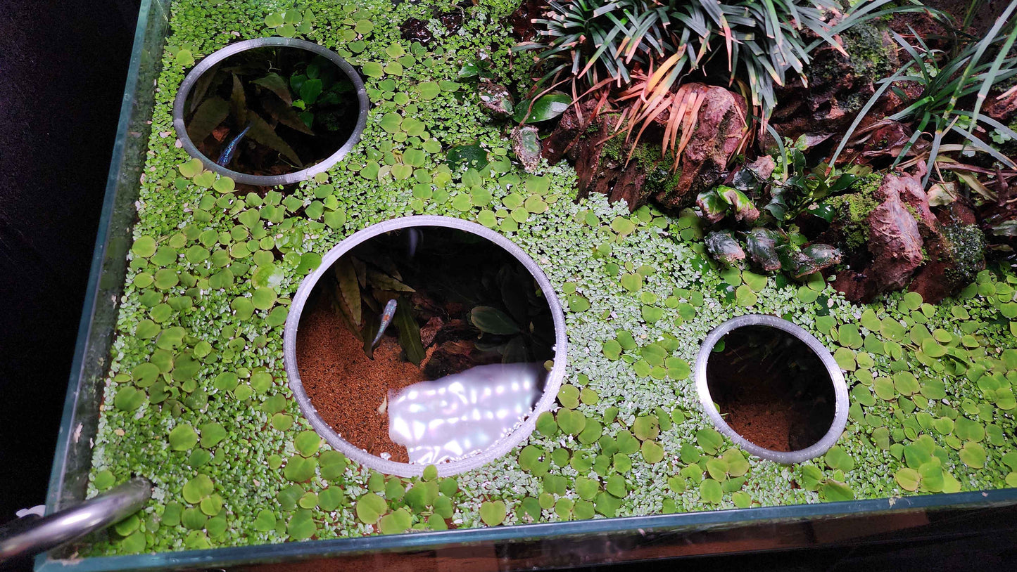 Floating Plant Rings
