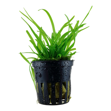 Sagittaria subulata - Potted