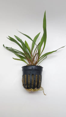 Cryptocoryne Spiralis Tiger - Potted