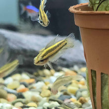Nagy’s Licorice Gourami