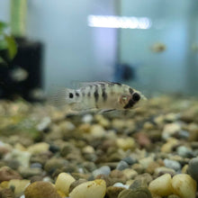 Apistogramma 'inka' Dwarf Cichlid