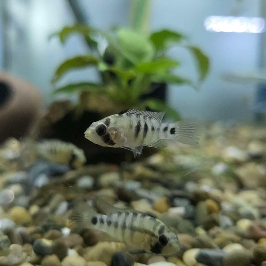 Apistogramma 'inka' Dwarf Cichlid