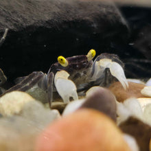 White glove Vampire Crab