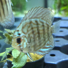 Cobalt Blue Discus 3.5"