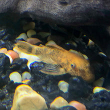 Super Red Calico Bristlenose Pleco