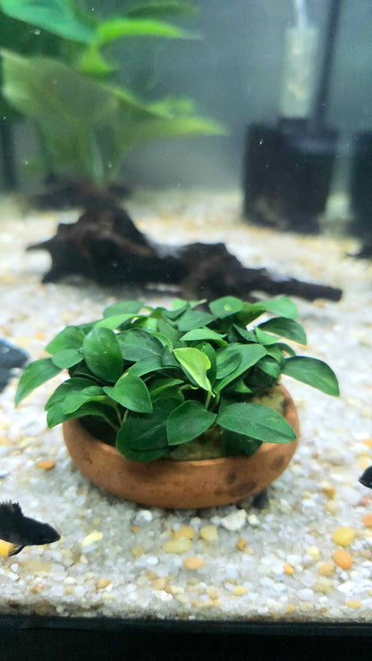 Anubias nana petite on 2.5" Terracotta Bowl