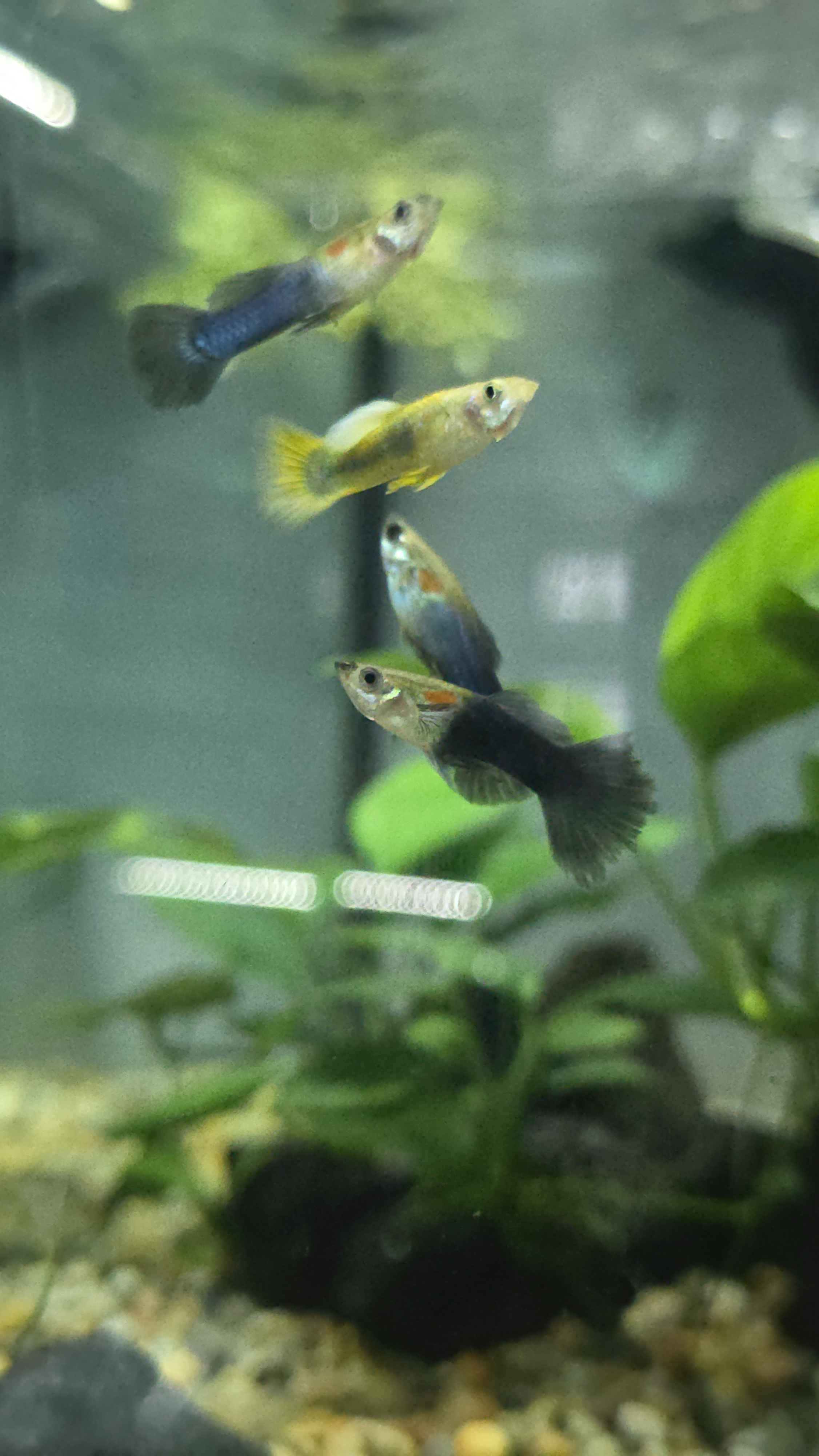 Buy Guppy Fish Online | Guppy Fish Care & Tank Supplies – Planted Aquaria