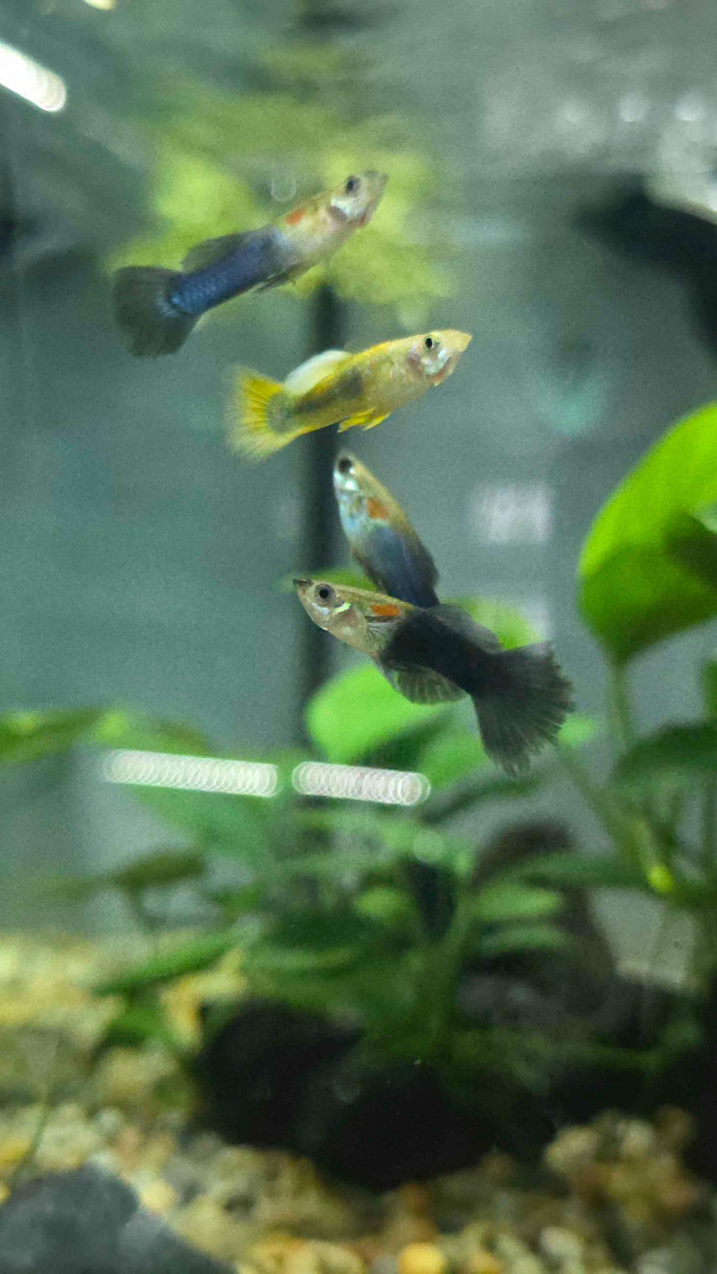 Guppy - Assorted Males