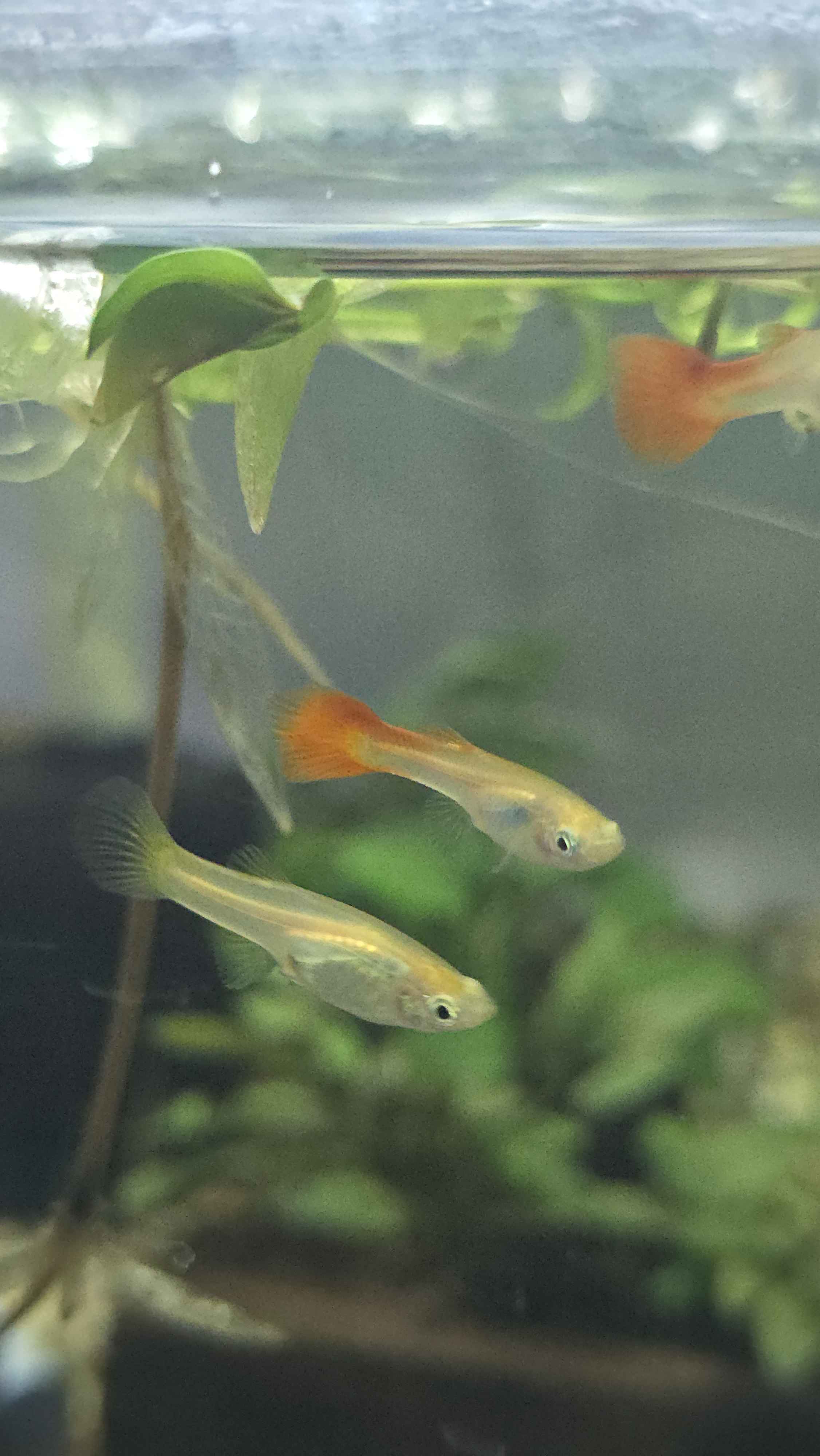Buy Guppy Fish Online | Guppy Fish Care & Tank Supplies – Planted Aquaria