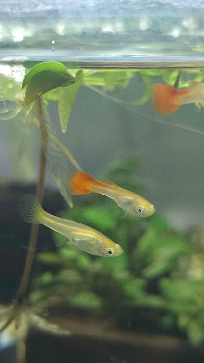 Guppy - Assorted Females