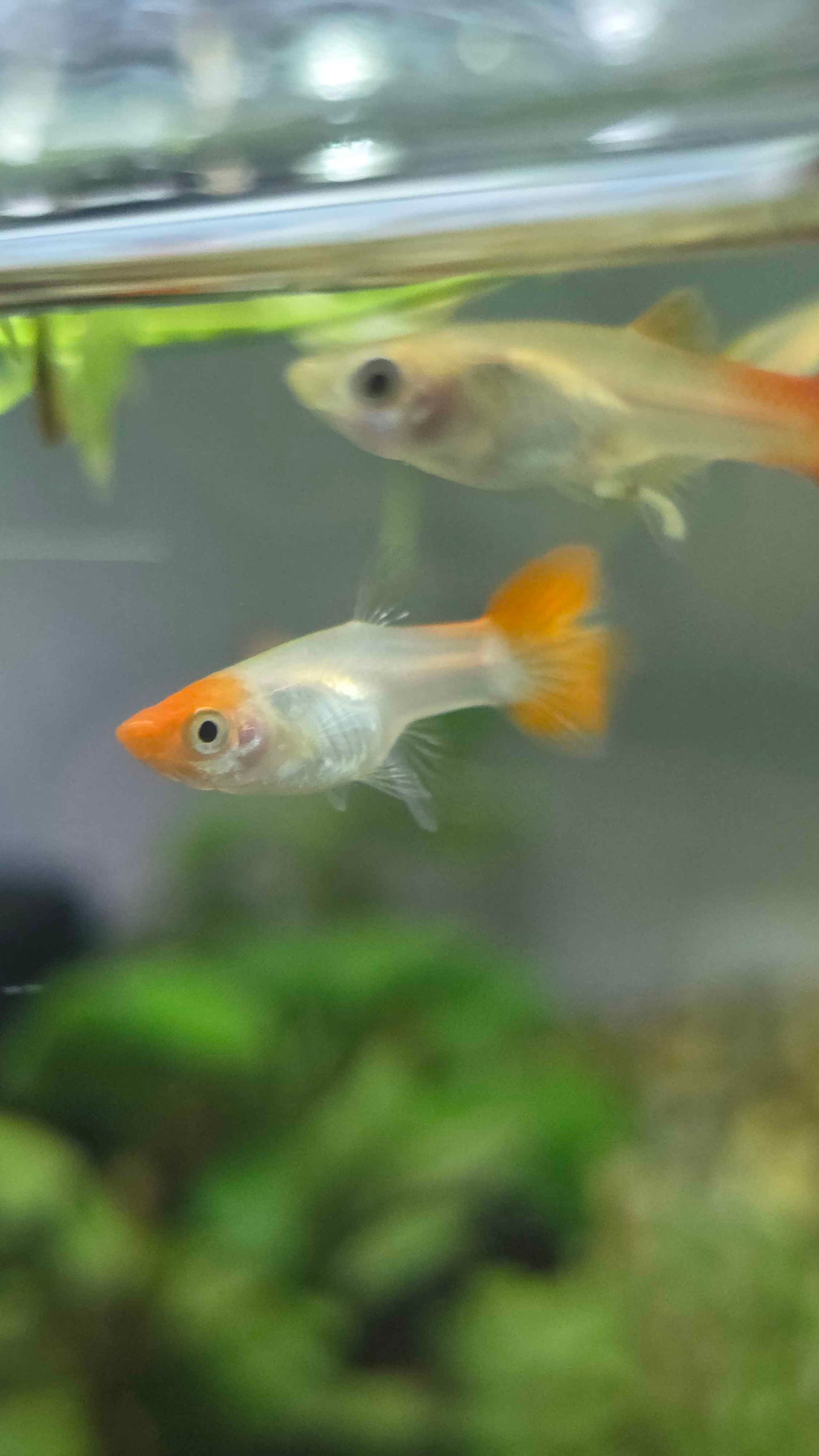 Guppy - Assorted Females