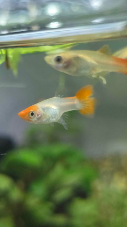Guppy - Assorted Females