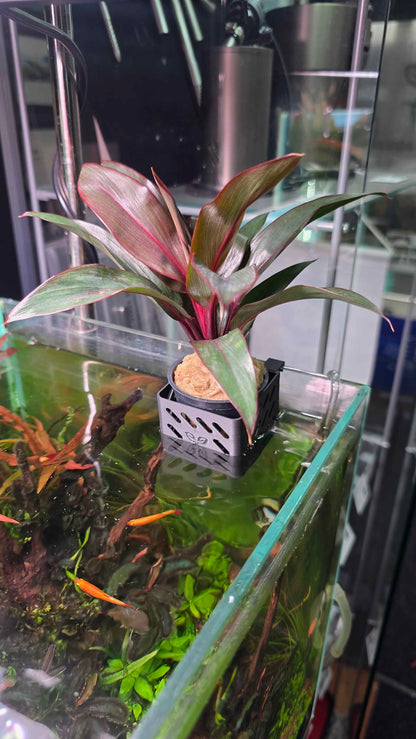 Hanging Plant Holder