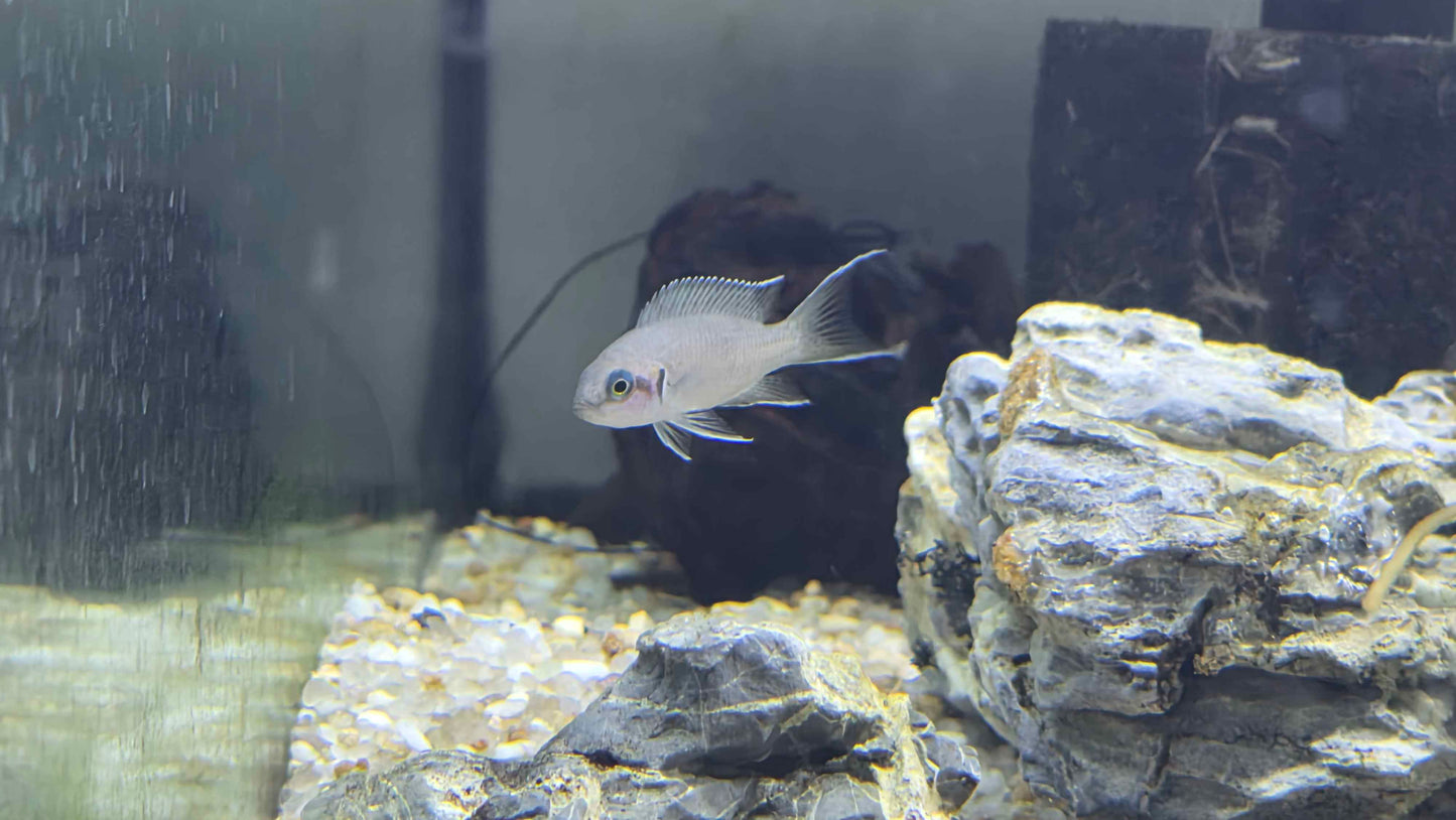 Lyretail brichardi Dwarf/Fairy Cichlid