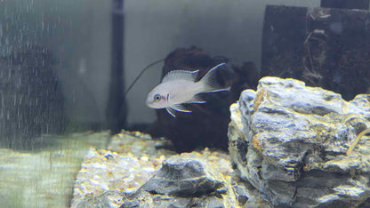 Lyretail brichardi Dwarf/Fairy Cichlid