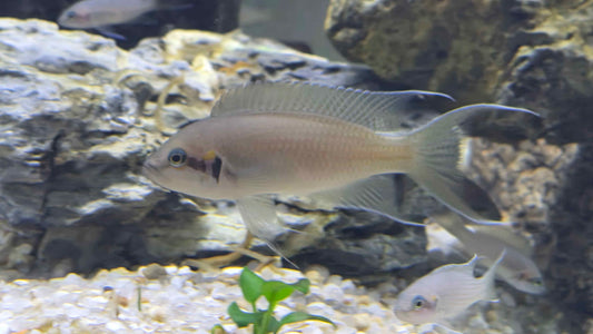 Lyretail brichardi Dwarf/Fairy Cichlid