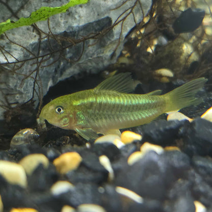Green Laser Corydora
