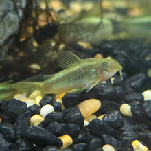 Green Laser Corydora