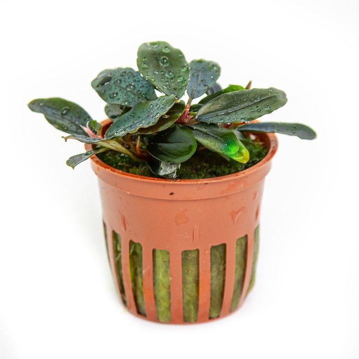 Bucephalandra sordidula 'Blue' - Potted