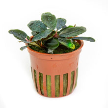 Bucephalandra sordidula 'Blue' - Potted