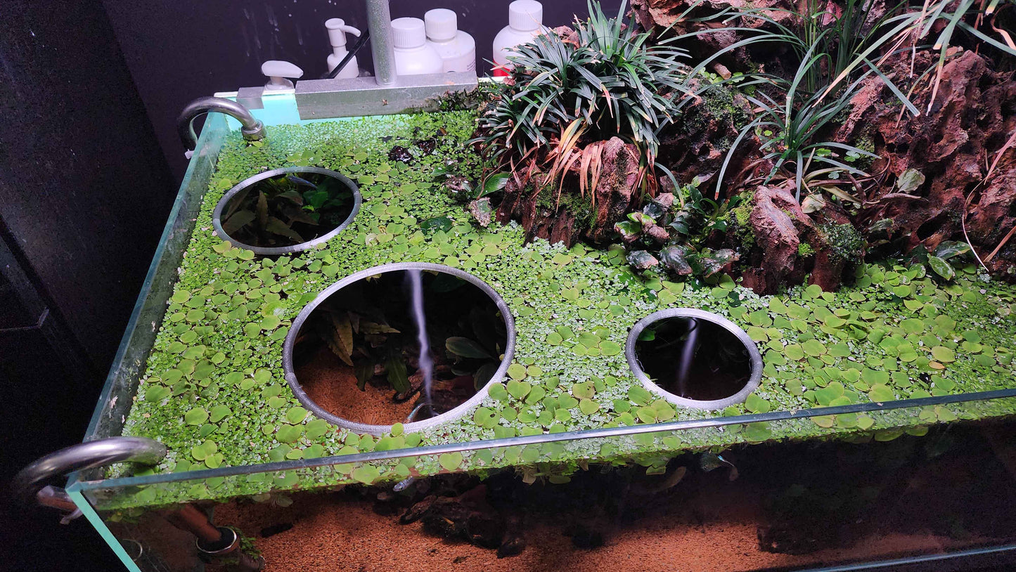 Floating Plant Rings